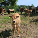 Aubrac nyílt nap Zirc-Kardosréten