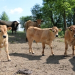 Aubrac nyílt nap Zirc-Kardosréten