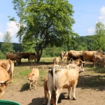 Aubrac nyílt nap Zirc-Kardosréten