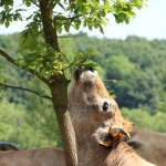 Aubrac nyílt nap Zirc-Kardosréten