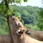 Aubrac nyílt nap Zirc-Kardosréten