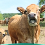 Aubrac nyílt nap Zirc-Kardosréten