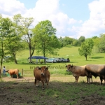 Aubrac nyílt nap Zirc-Kardosréten