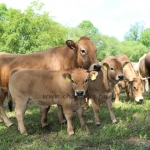 Aubrac nyílt nap Zirc-Kardosréten