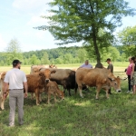 Aubrac nyílt nap Zirc-Kardosréten