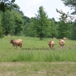 Aubrac nyílt nap Zirc-Kardosréten