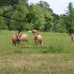 Aubrac nyílt nap Zirc-Kardosréten