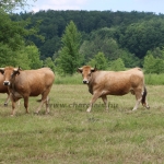 Aubrac nyílt nap Zirc-Kardosréten