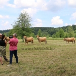 Aubrac nyílt nap Zirc-Kardosréten