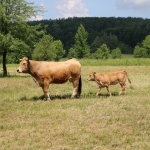 Aubrac nyílt nap Zirc-Kardosréten