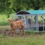 Aubrac nyílt nap Zirc-Kardosréten