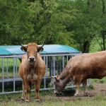 Aubrac nyílt nap Zirc-Kardosréten