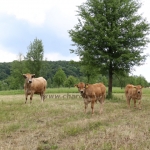 Aubrac nyílt nap Zirc-Kardosréten