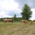 Aubrac nyílt nap Zirc-Kardosréten