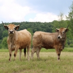 Aubrac nyílt nap Zirc-Kardosréten