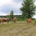 Aubrac nyílt nap Zirc-Kardosréten