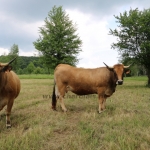 Aubrac nyílt nap Zirc-Kardosréten