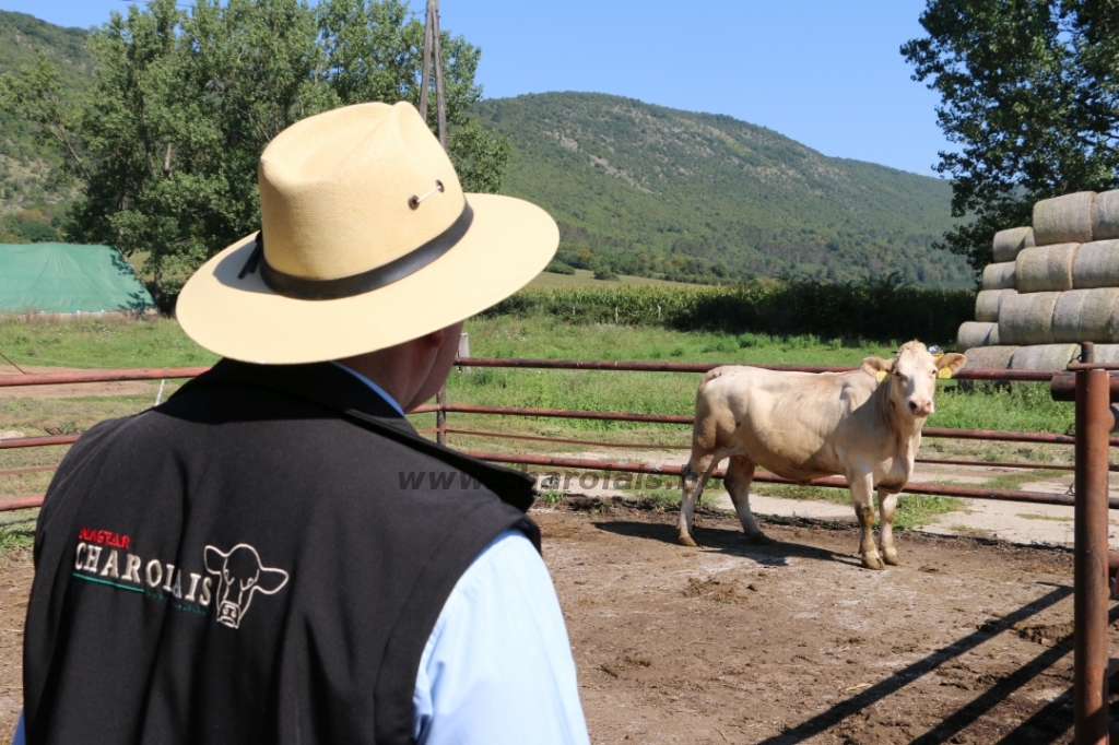 Bódvavölgyi Charolais TTSZ