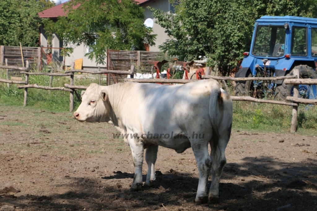 Csürhés Tamás TTSZ