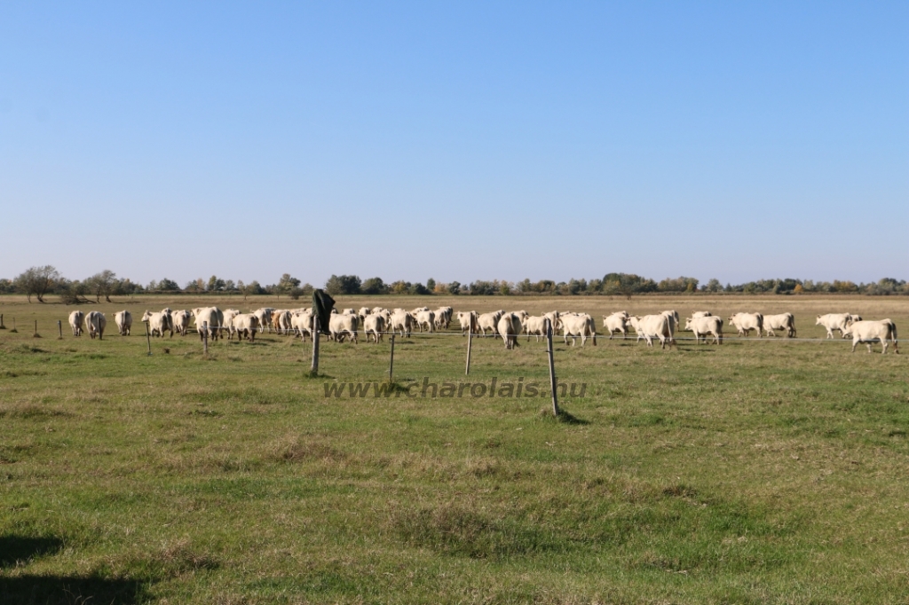 Charolais-Farm TTSZ 2020