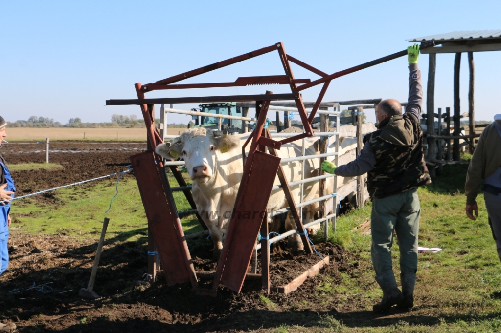 Charolais-Farm TTSZ 2020