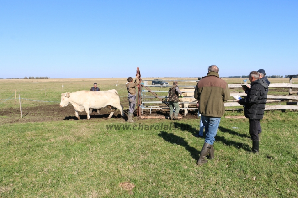 Charolais-Farm TTSZ 2020