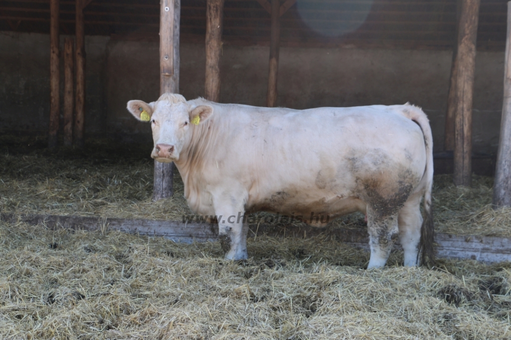 Charolais-Farm TTSZ 2020