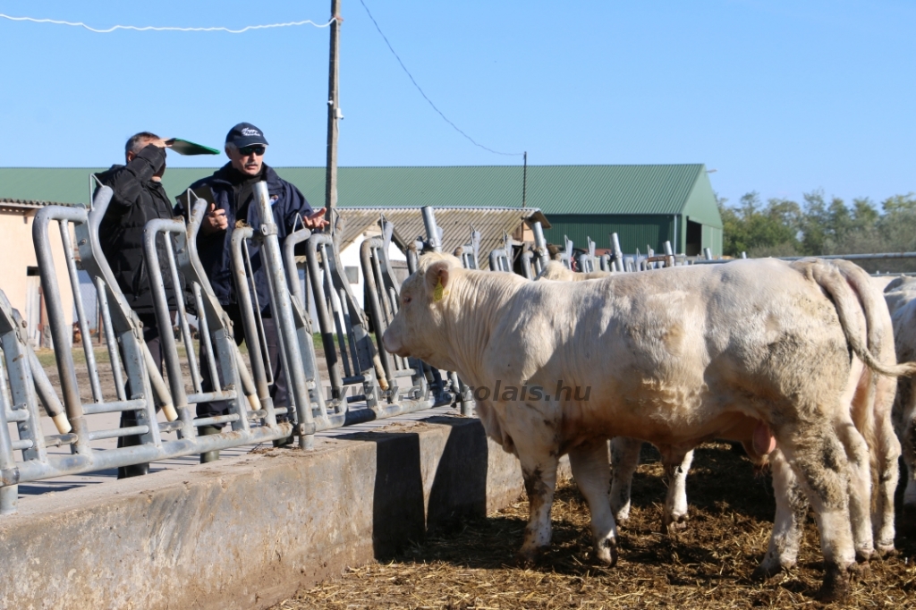 Charolais-Farm TTSZ 2020