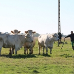 Charolais-Farm TTSZ 2020
