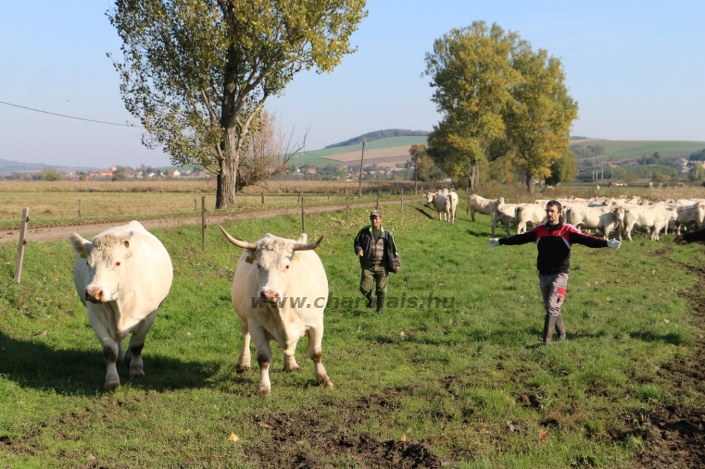 Abaúji Papp Charolais TTSZ