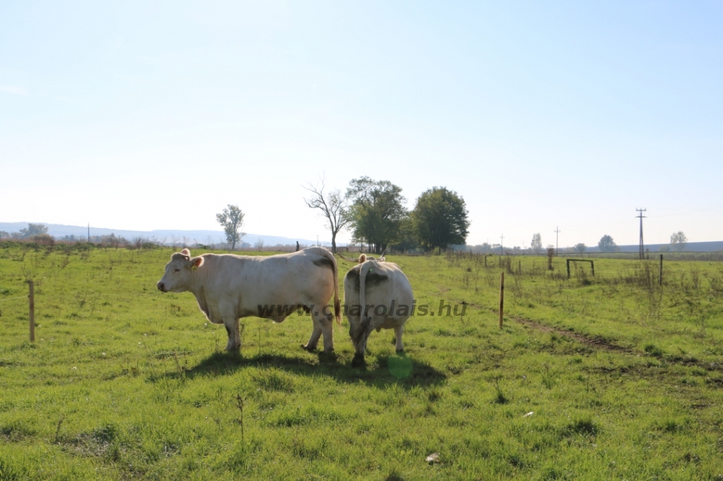 Abaúji Papp Charolais TTSZ