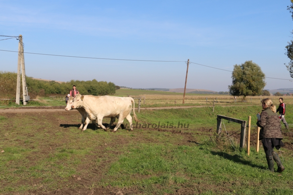 Abaúji Papp Charolais TTSZ