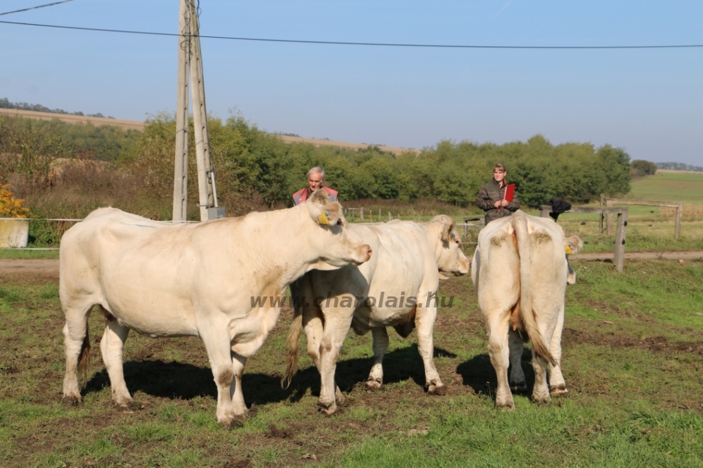 Abaúji Papp Charolais TTSZ