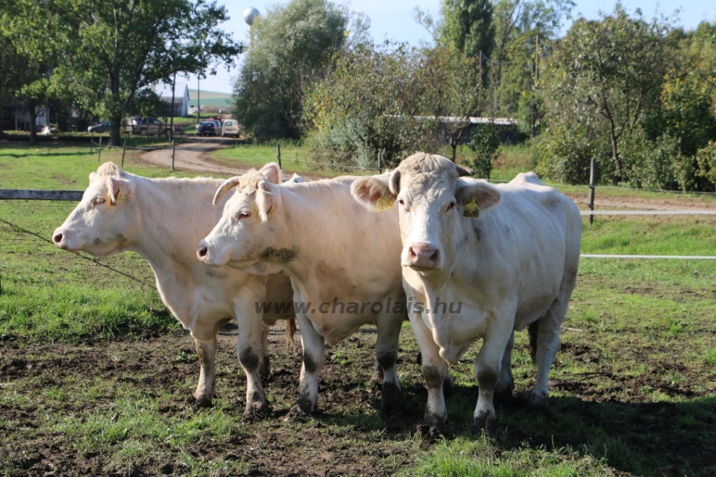 Abaúji Papp Charolais TTSZ