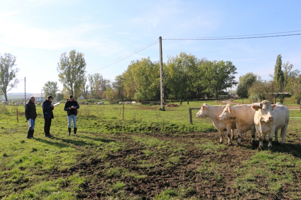 Abaúji Papp Charolais TTSZ