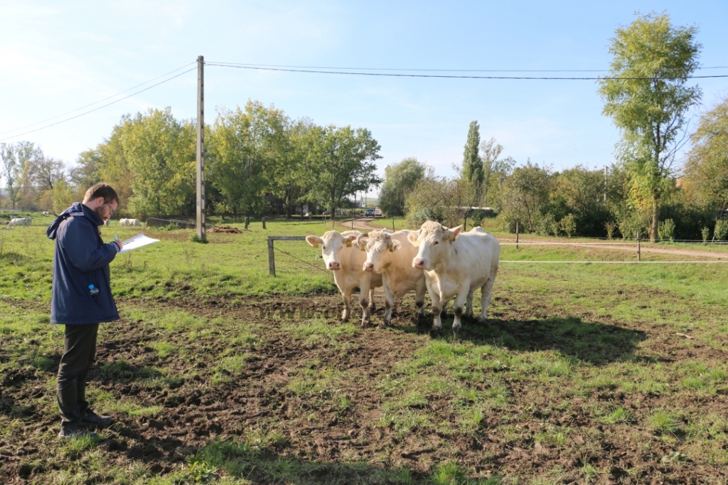 Abaúji Papp Charolais TTSZ