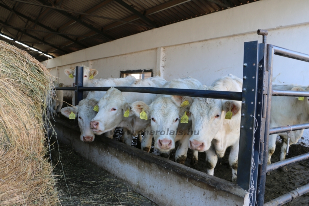 Abaúji Papp Charolais TTSZ