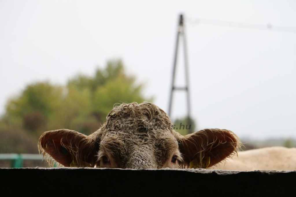 Abaúji Charolais TTSZ 2020