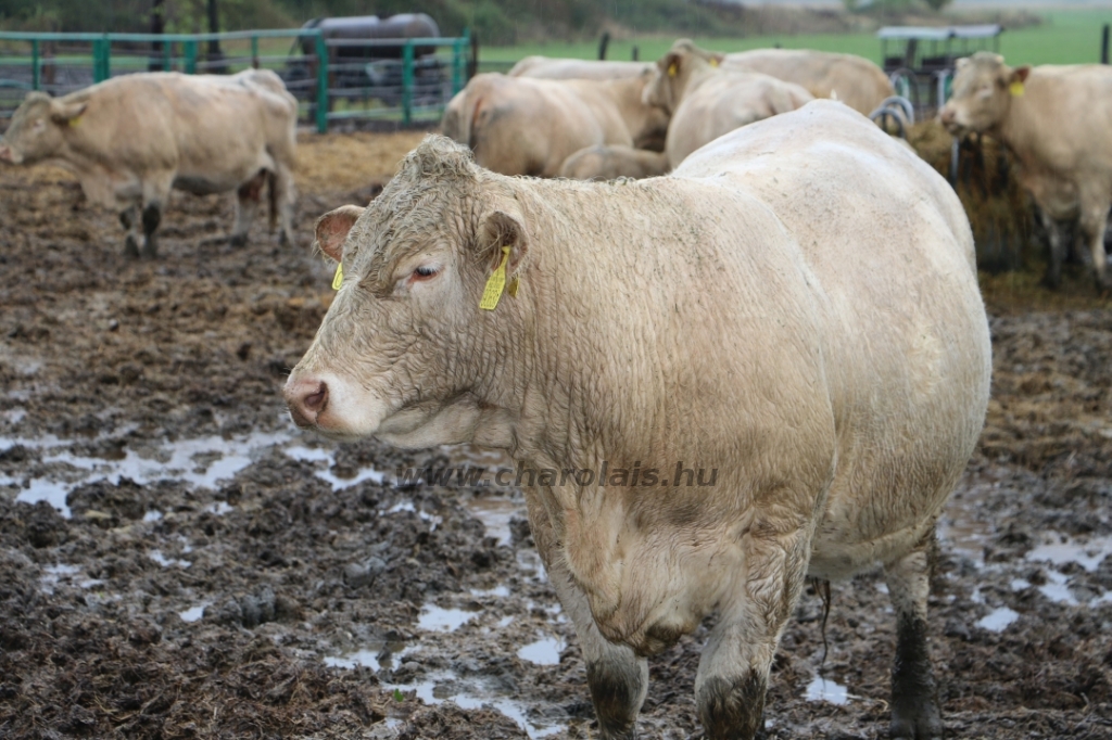 Abaúji Charolais TTSZ 2020