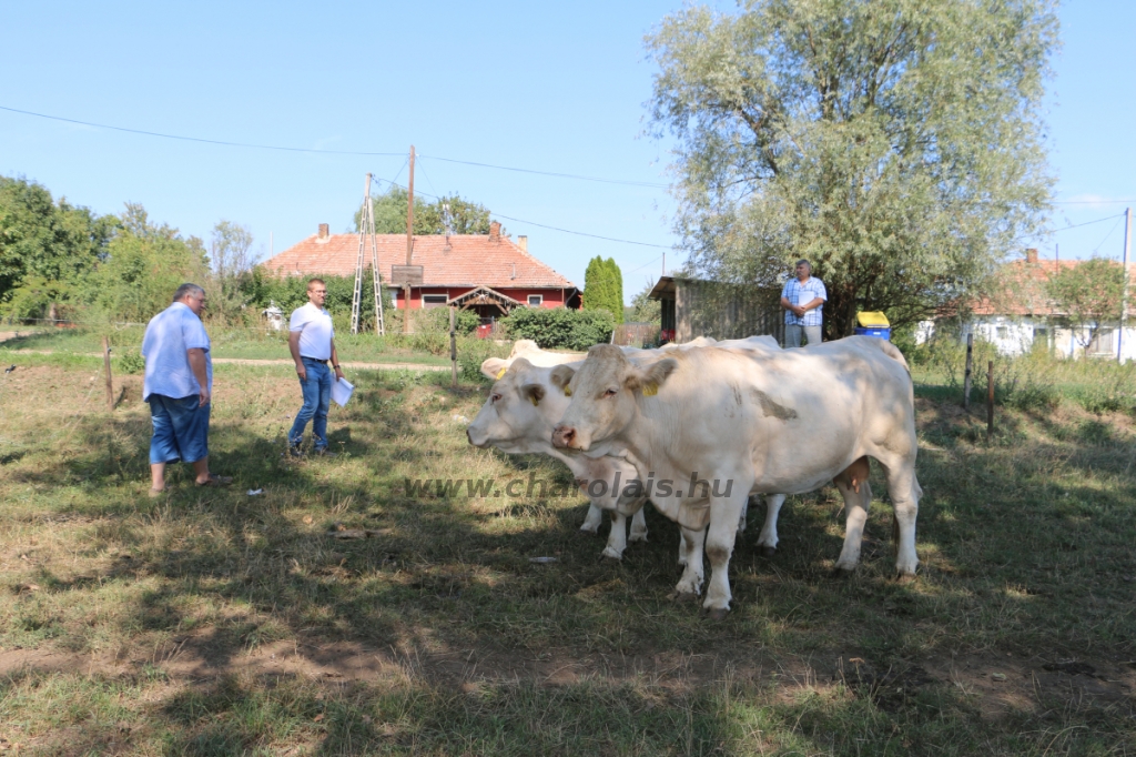 Abaúji Papp Charolais TTSZ