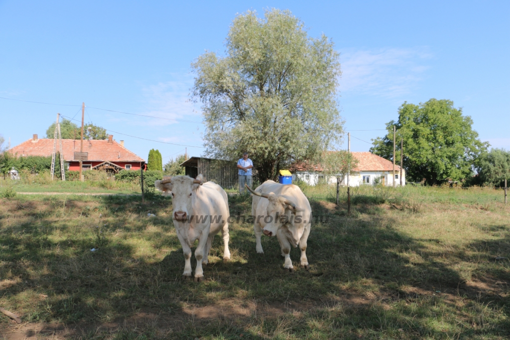 Abaúji Papp Charolais TTSZ