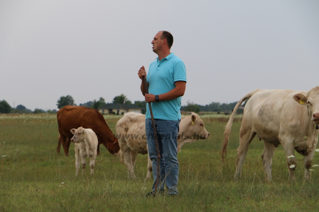 GDScan-Nyakas Charolais