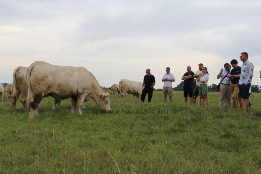 GDScan-Nyakas Charolais