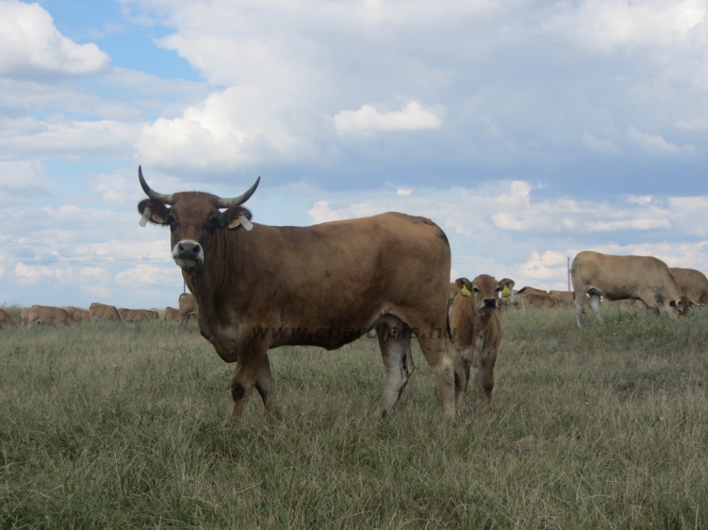 Aubrac képek