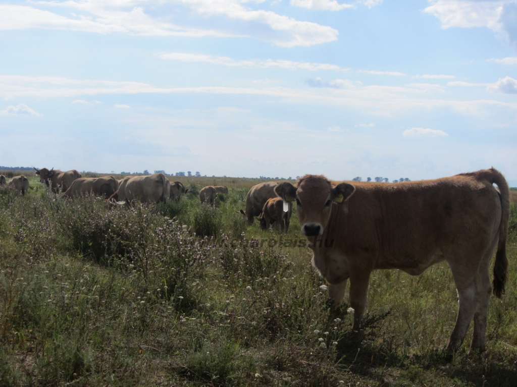 Aubrac képek
