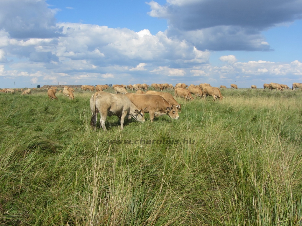 Aubrac képek