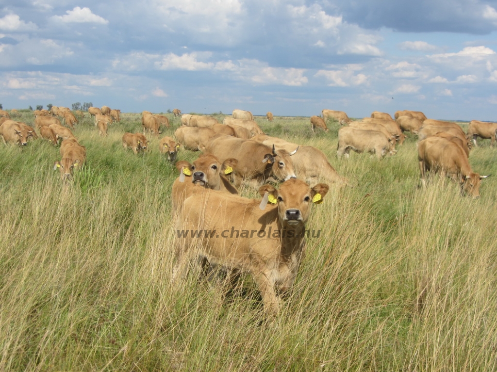 Aubrac képek