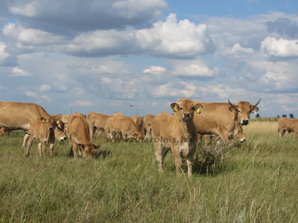 Aubrac képek