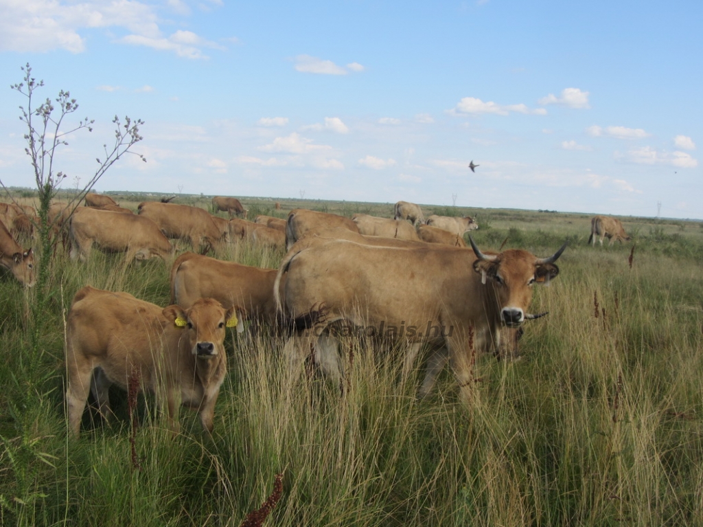 Aubrac képek