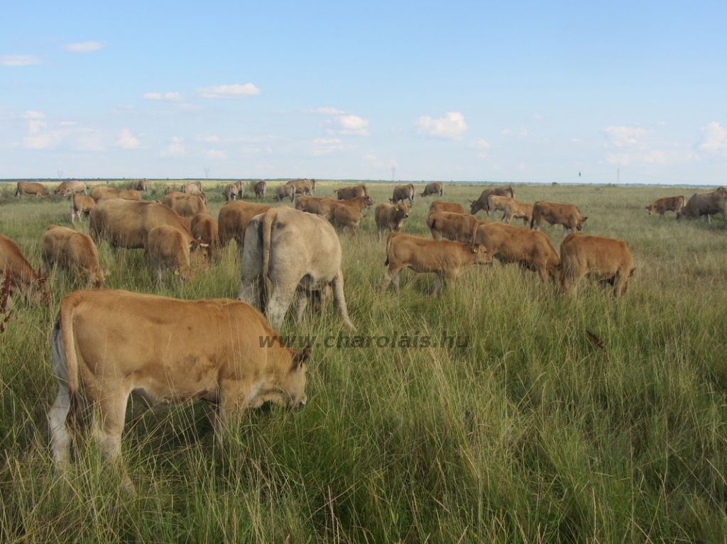 Aubrac képek